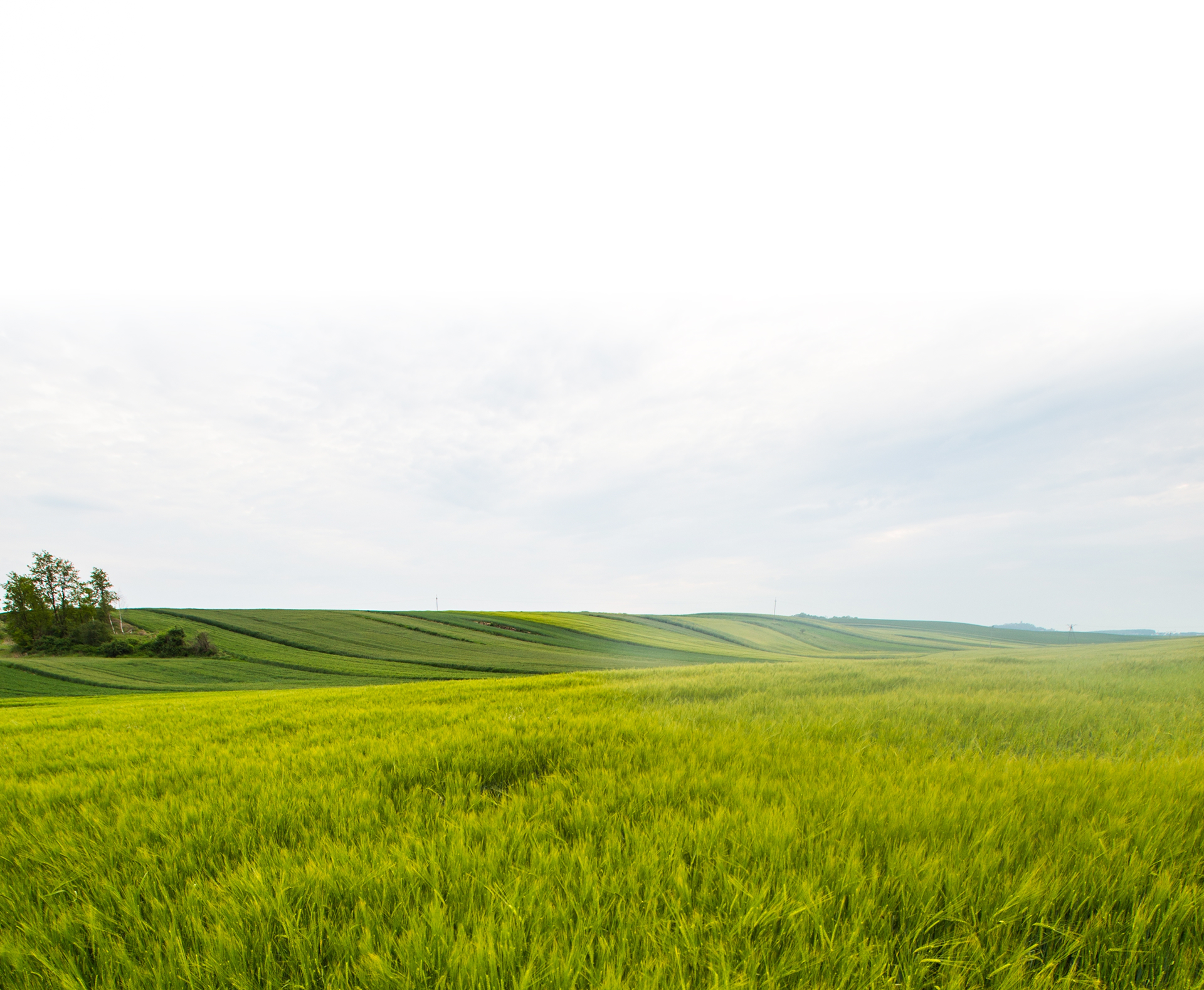 Türkiye’nin Yeni Nesil Lacaune Çiftliği